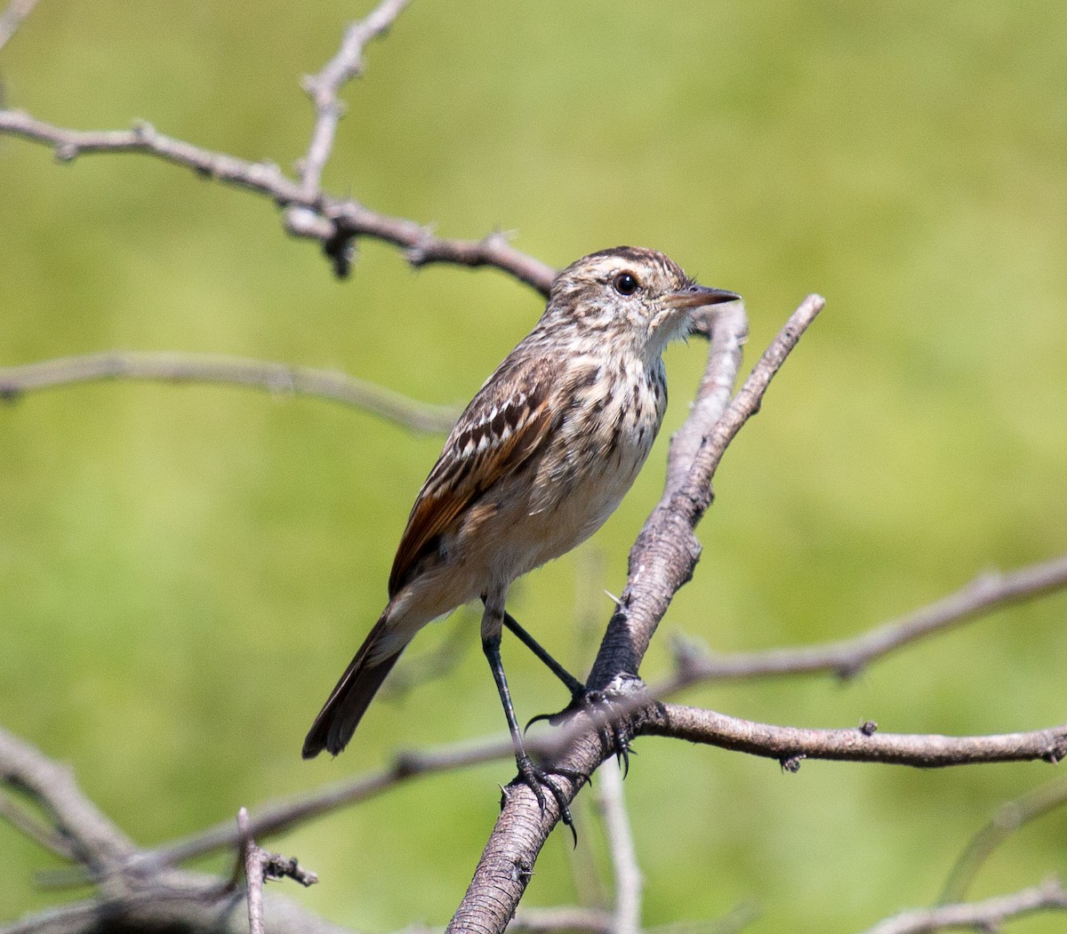 Spectacled Tyrant - ML195859841