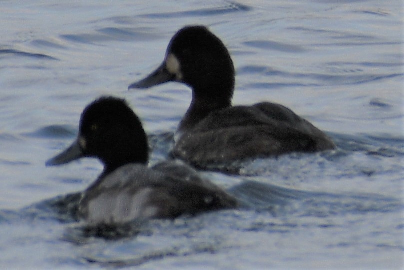 Lesser Scaup - ML195861321