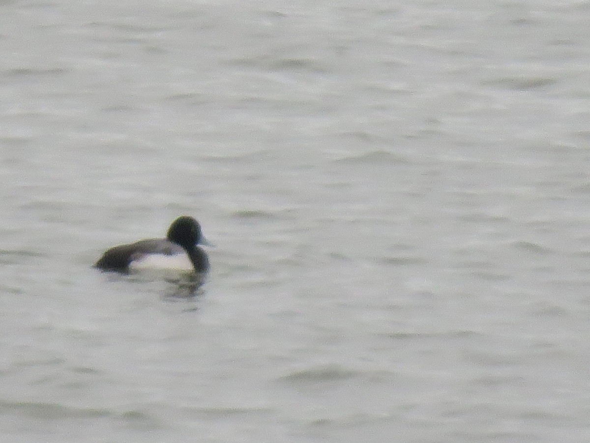 Greater/Lesser Scaup - ML195861331