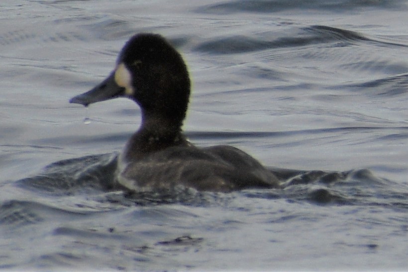 Lesser Scaup - ML195861351