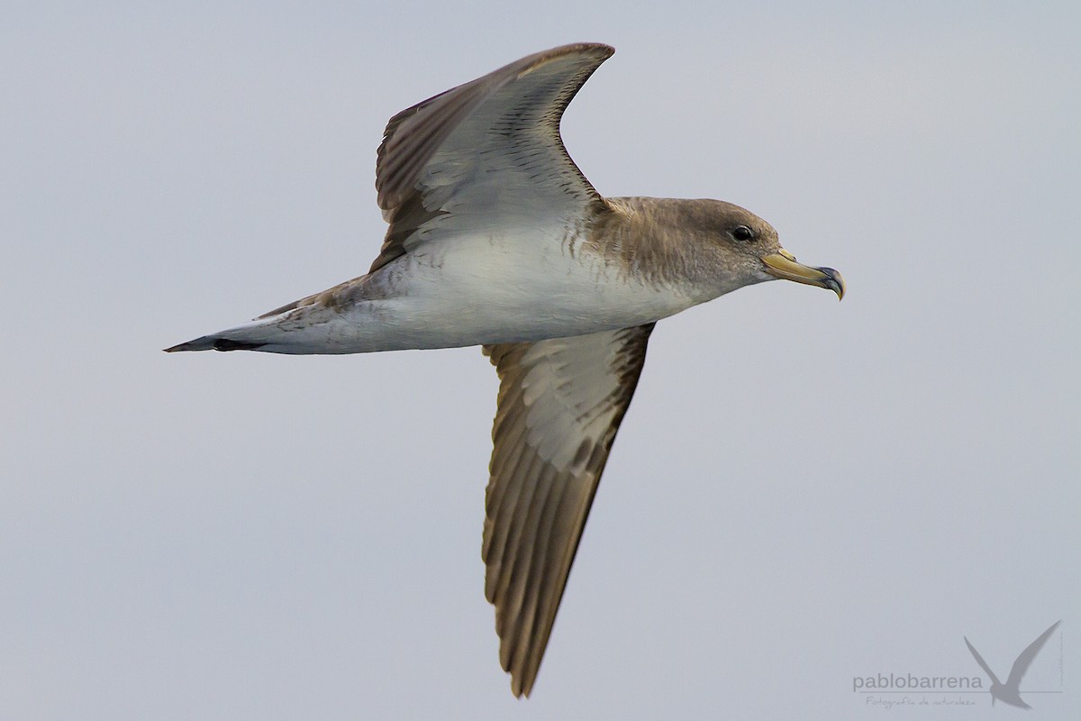 Cory's/Scopoli's Shearwater - ML195862171