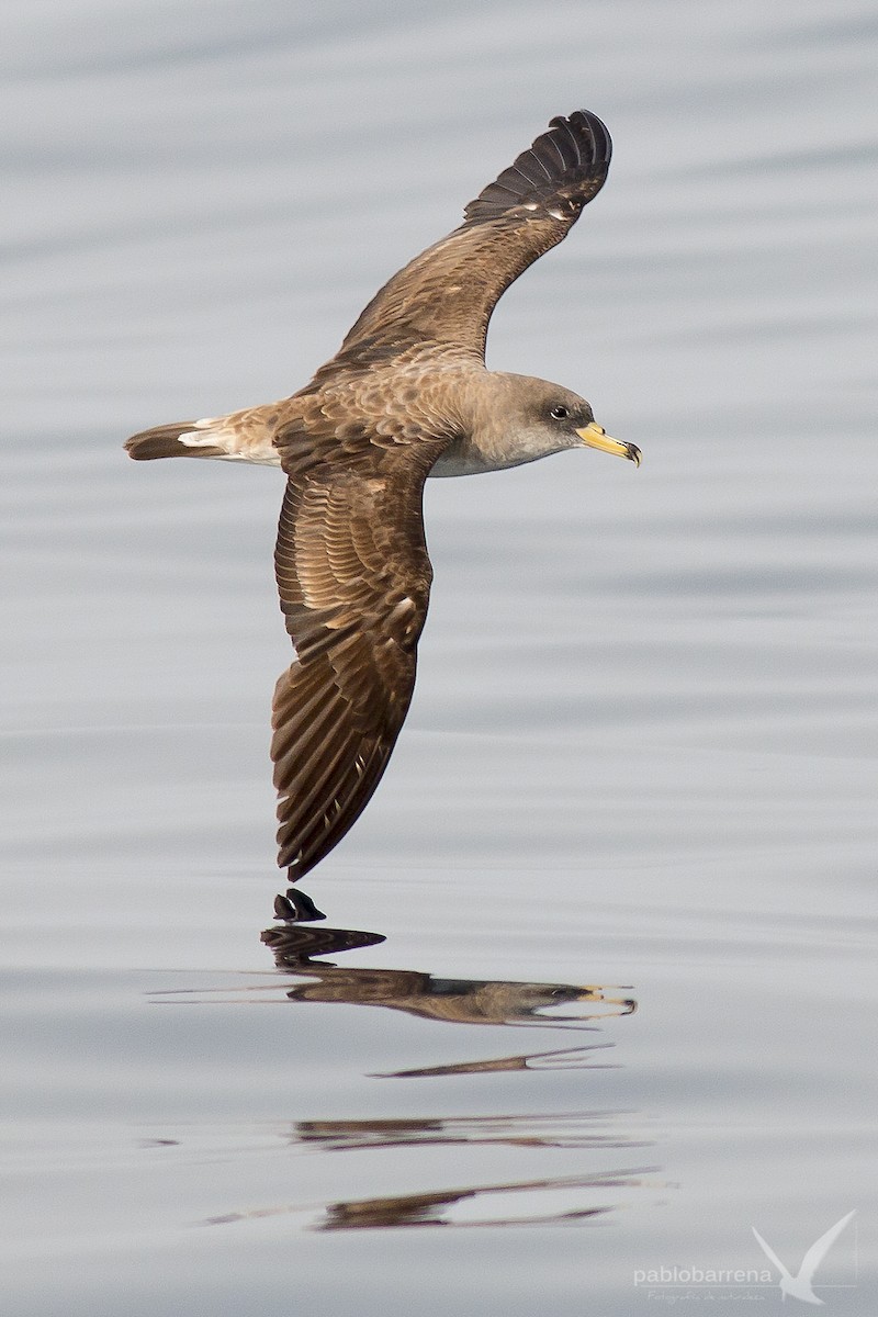 Cory's/Scopoli's Shearwater - ML195862181