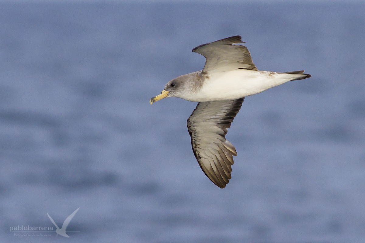 Cory's/Scopoli's Shearwater - ML195862311