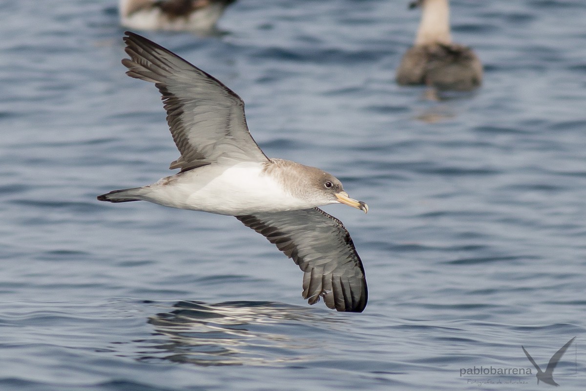 Cory's/Scopoli's Shearwater - ML195862351