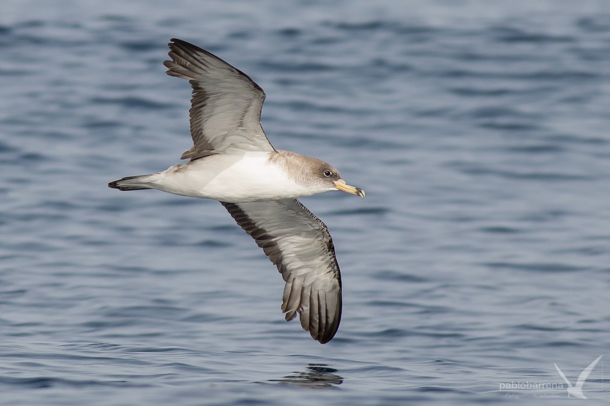 Cory's/Scopoli's Shearwater - ML195862471