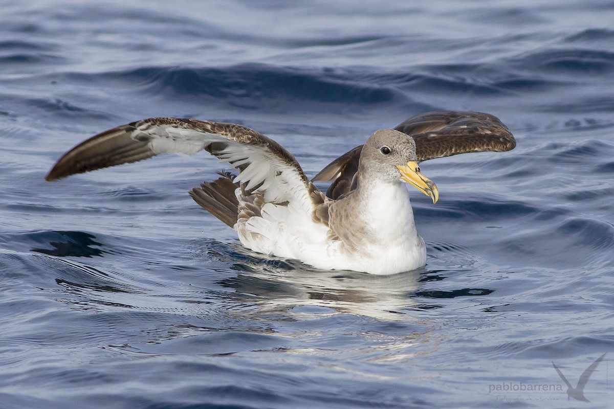 Cory's Shearwater - Pablo Barrena