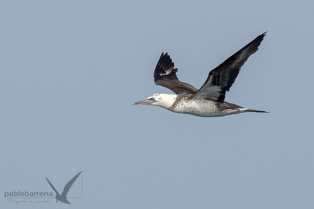 Northern Gannet - ML195862541