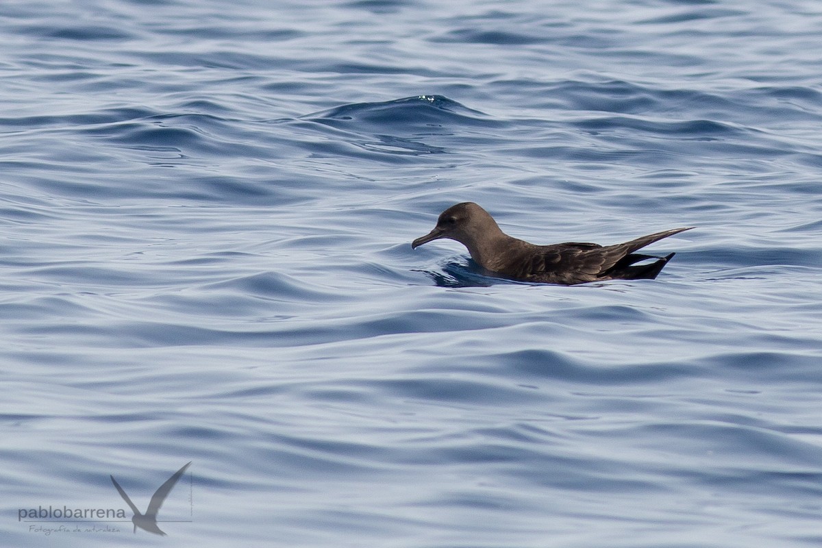 Sooty Shearwater - ML195862571