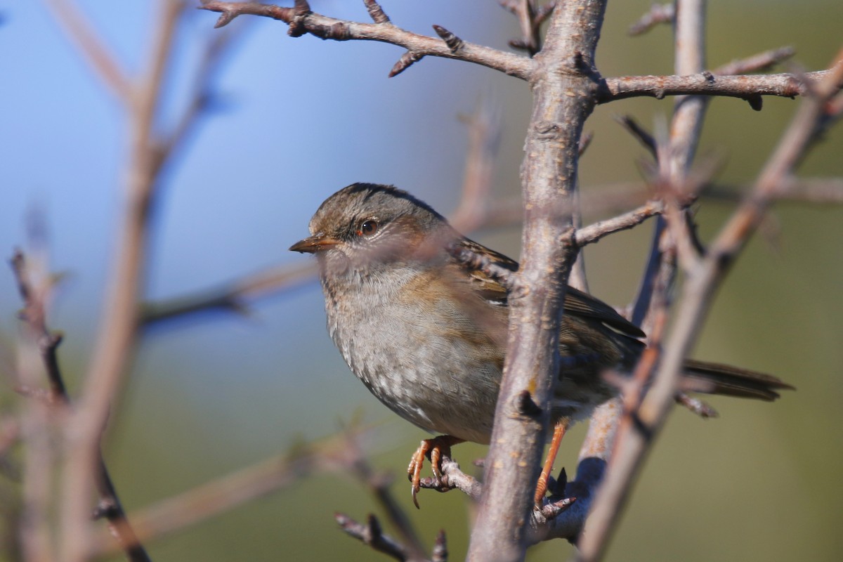 Dunnock - ML195864311