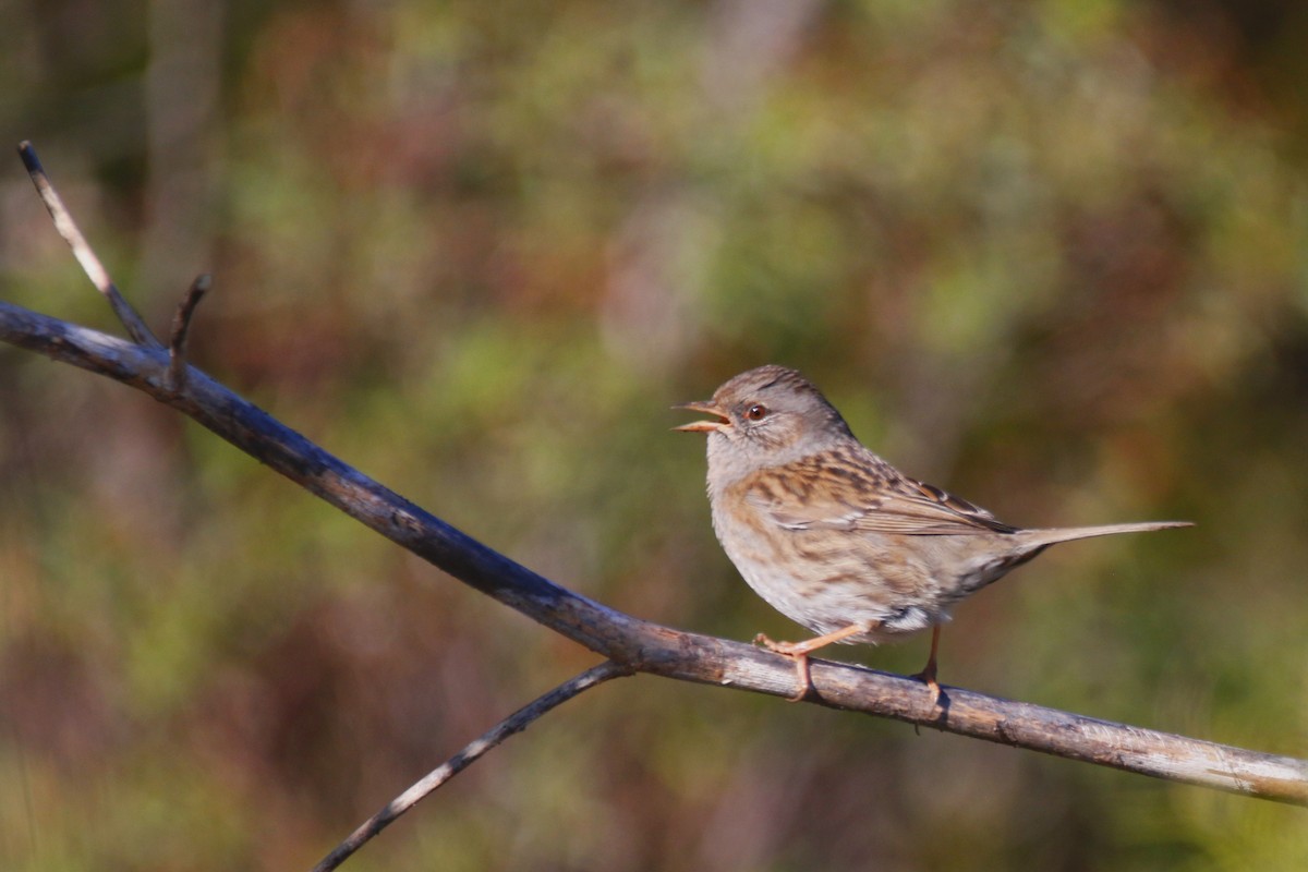 Dunnock - ML195864321