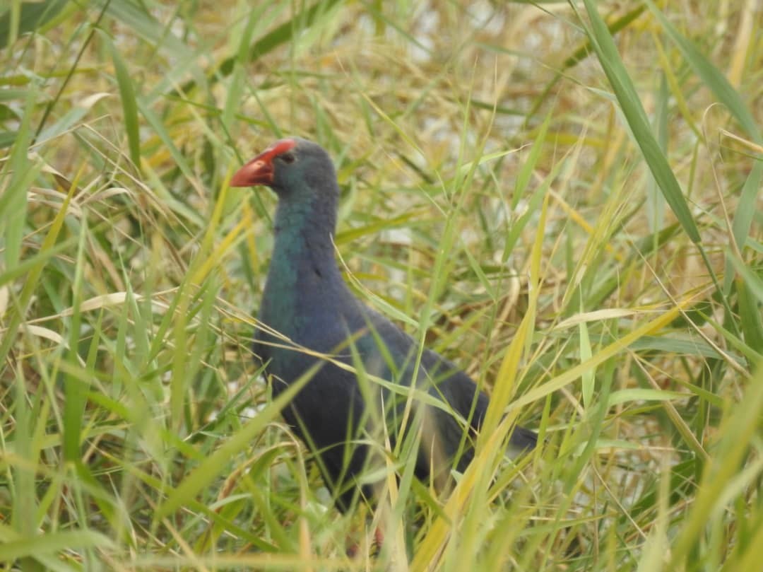 Gray-headed Swamphen - ML195864941