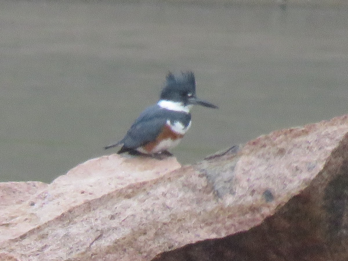 Belted Kingfisher - ML195866491