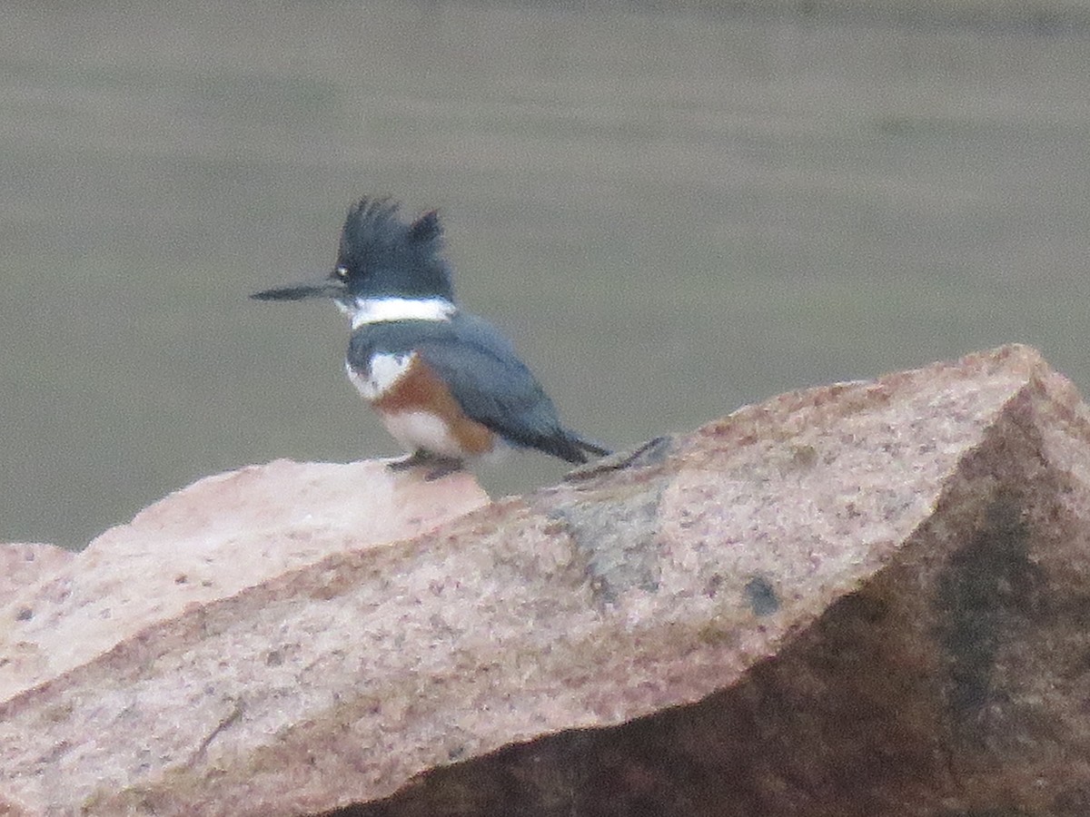 Belted Kingfisher - ML195866561