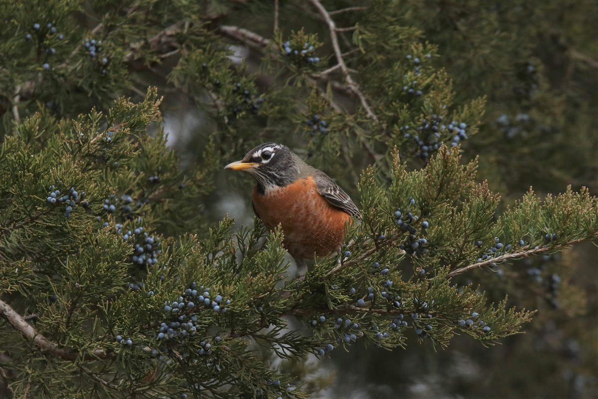 American Robin - ML195866601