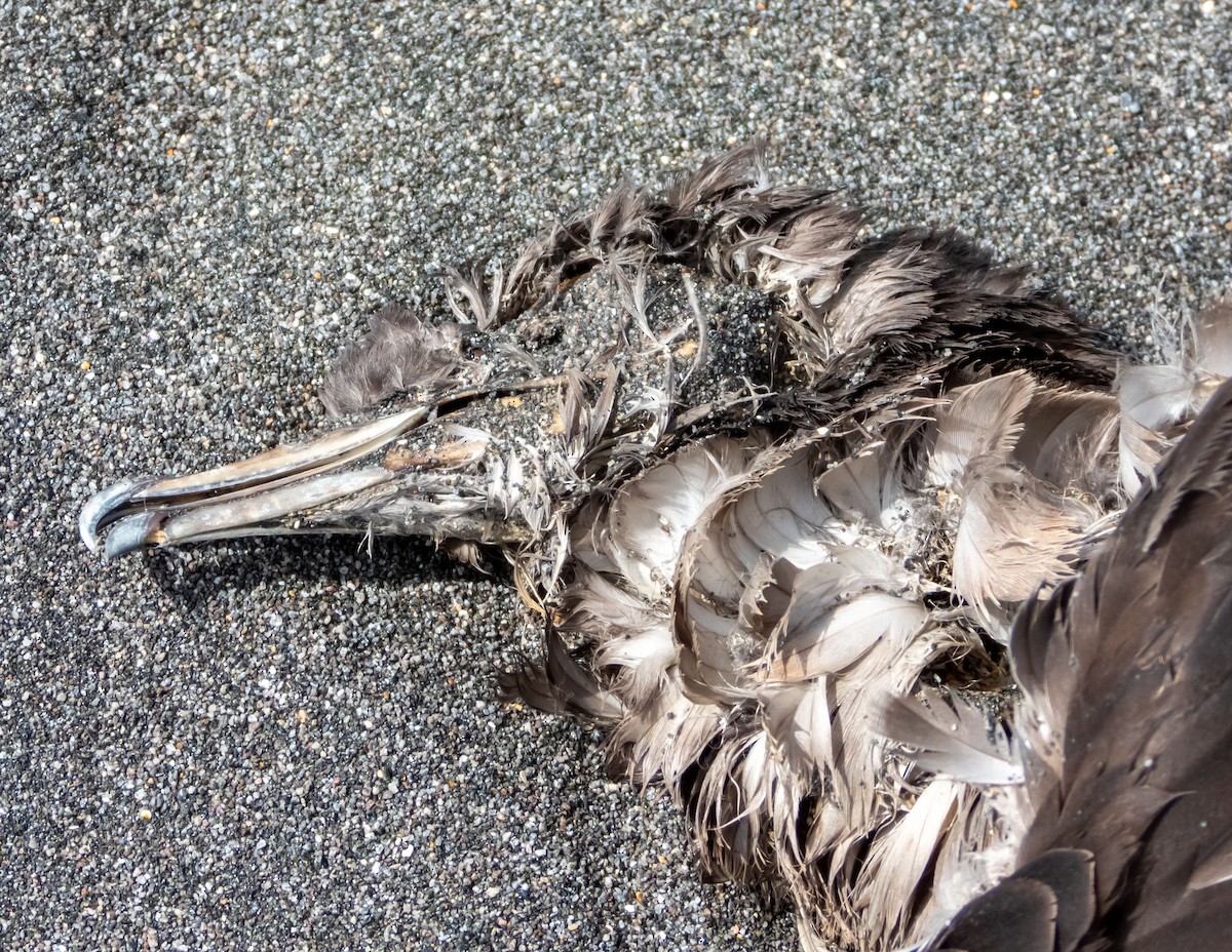 Sooty Shearwater - ML195866891
