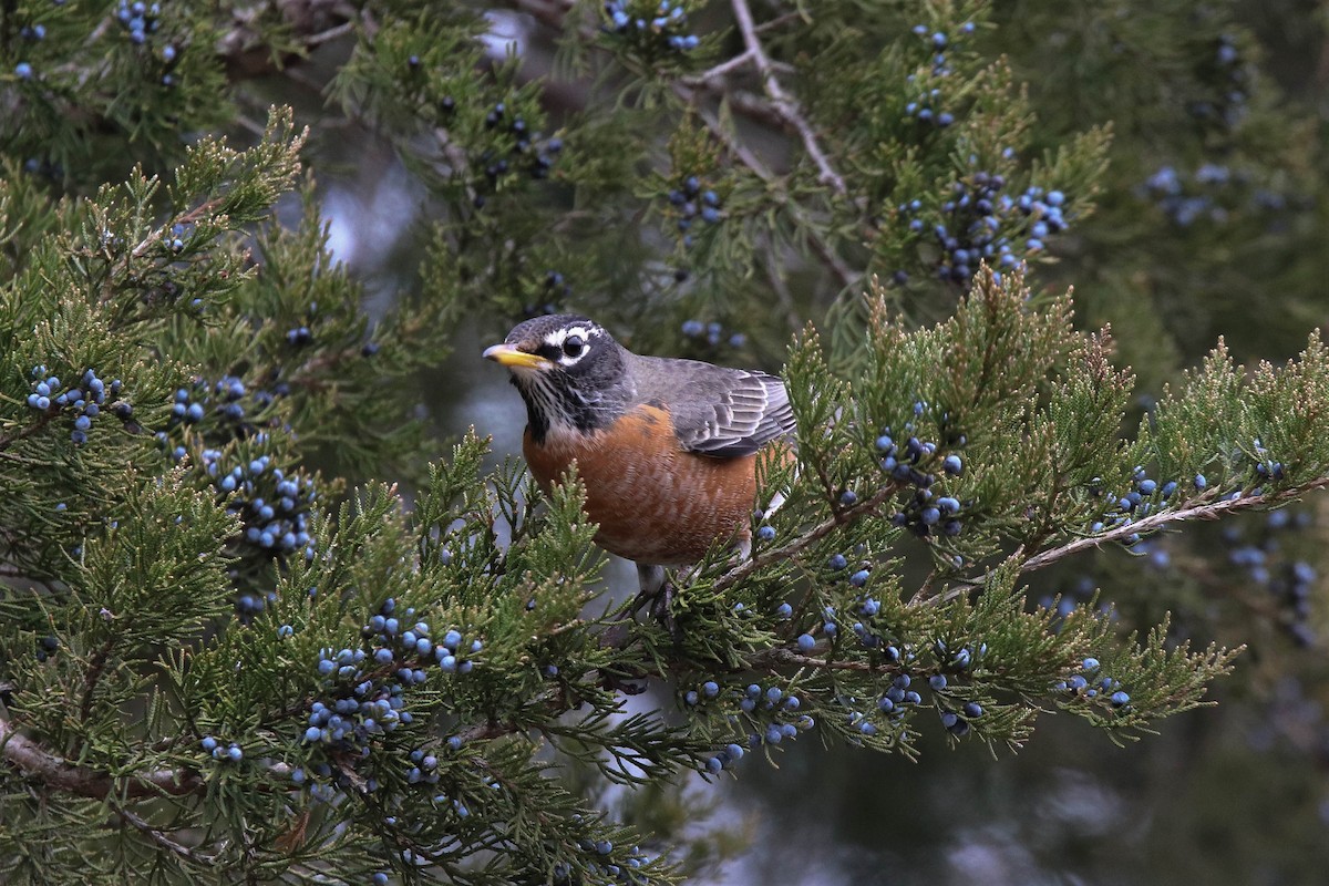 American Robin - ML195866981