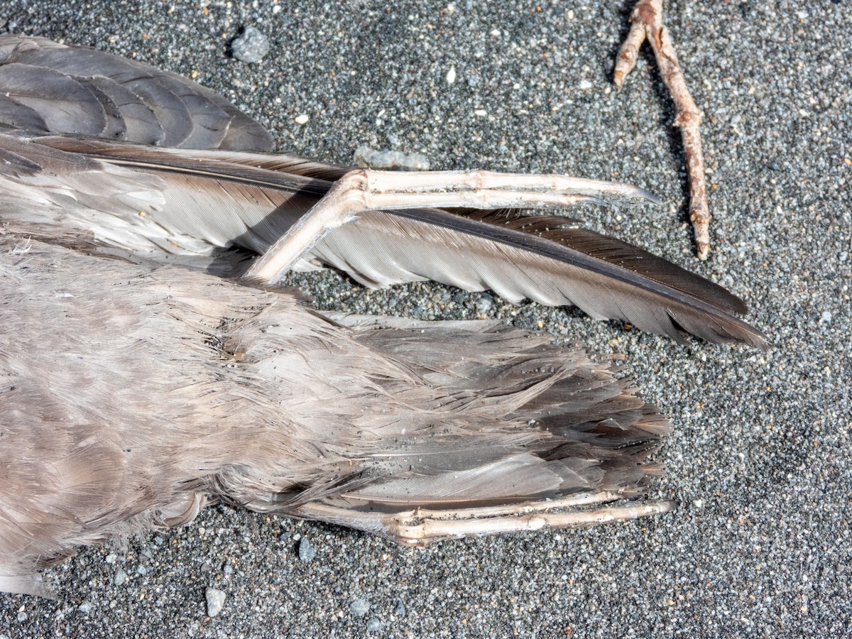 Sooty Shearwater - ML195867001