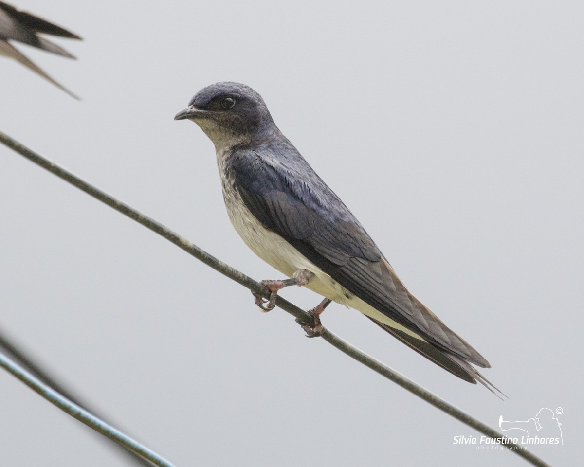 Gray-breasted Martin - ML195869051