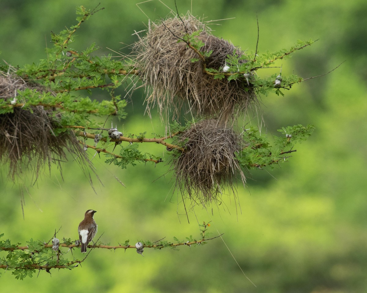 White-browed Sparrow-Weaver - ML195869761