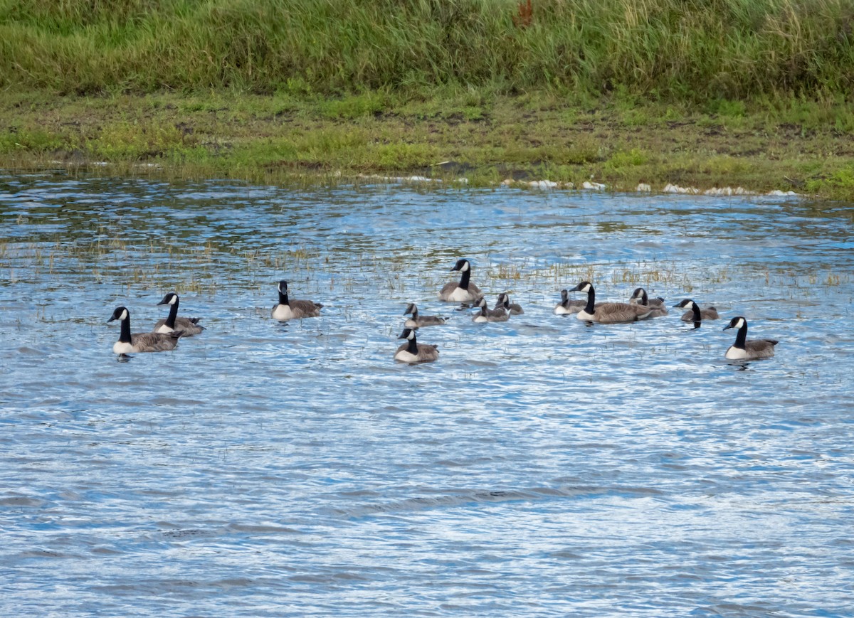 Canada Goose - ML195870951