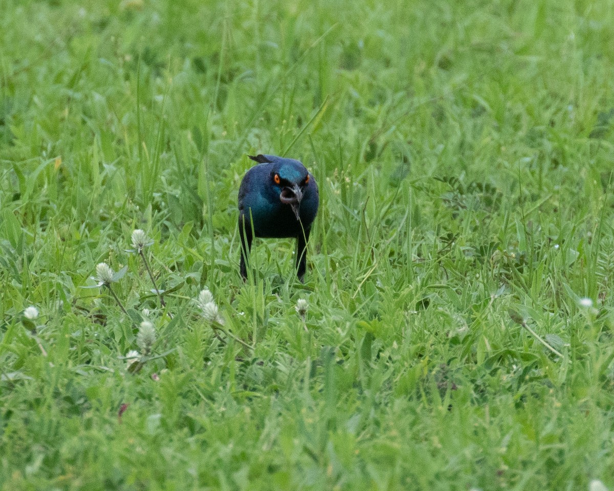 Lesser Blue-eared Starling (Miombo) - ML195870971