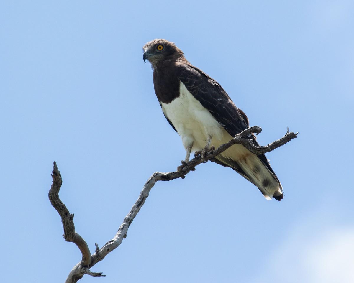 Black-chested Snake-Eagle - Dixie Sommers