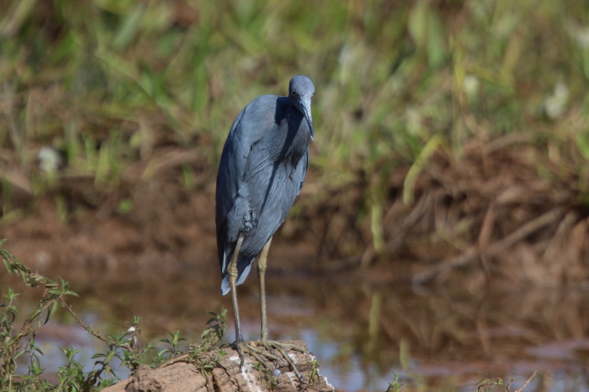 Little Blue Heron - ML195871381