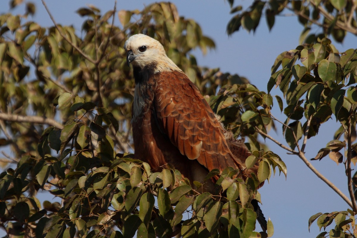 Black-collared Hawk - ML195871611