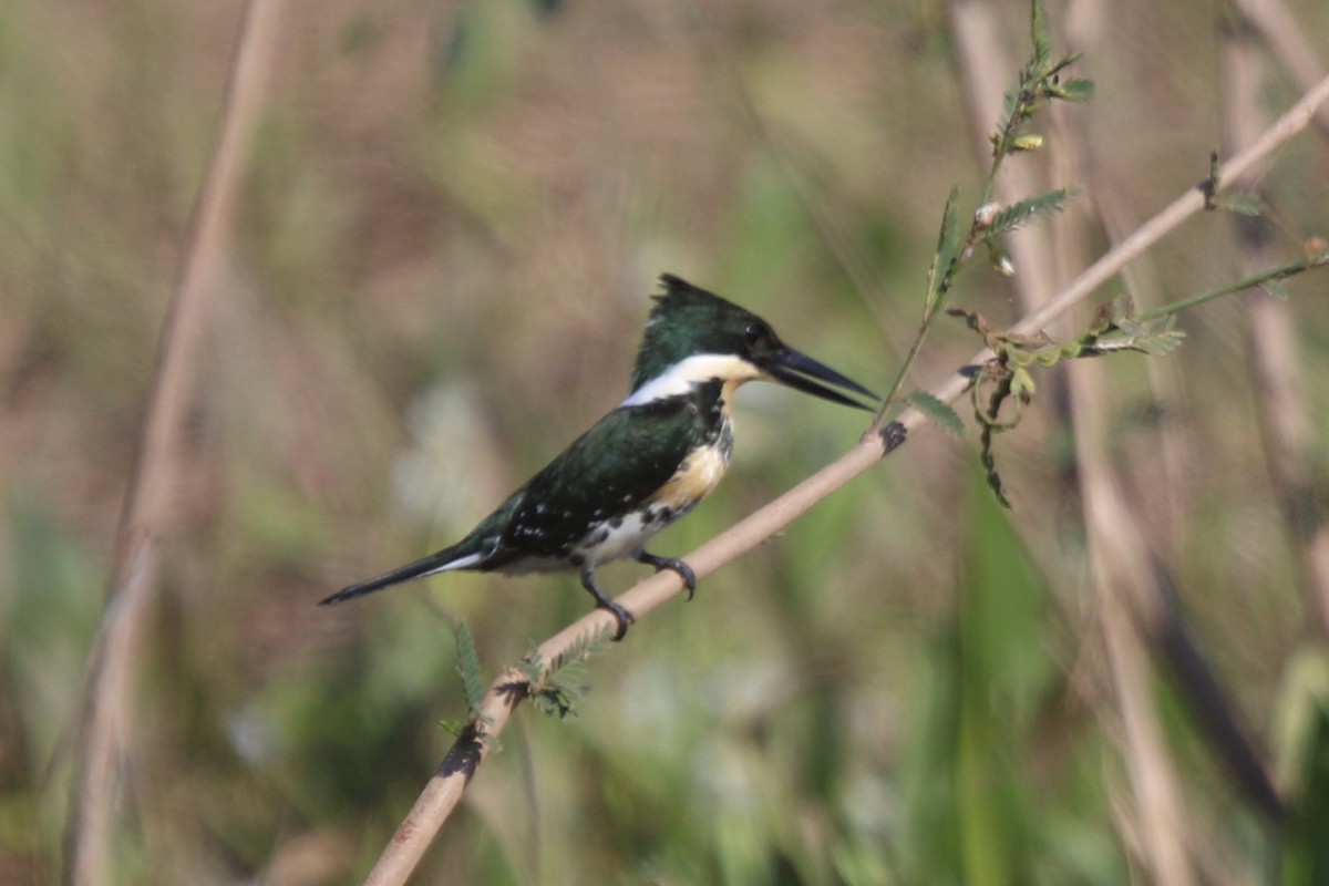 Green Kingfisher - ML195871681