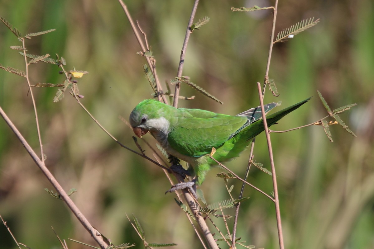 Monk Parakeet - ML195871751