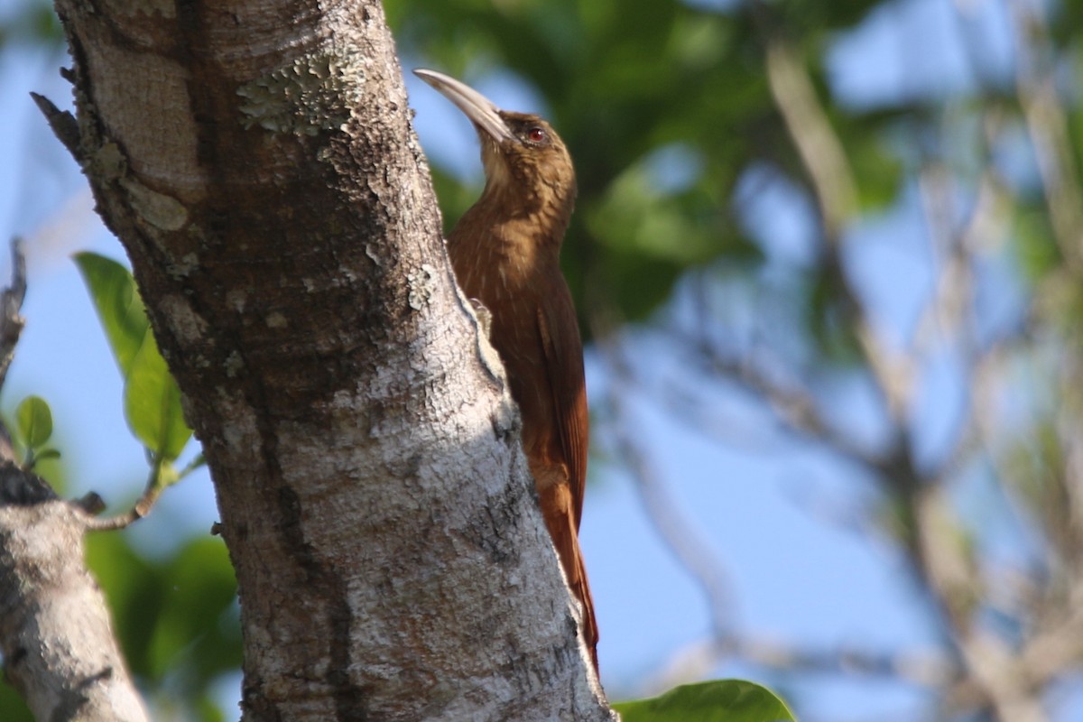 Great Rufous Woodcreeper - ML195871781