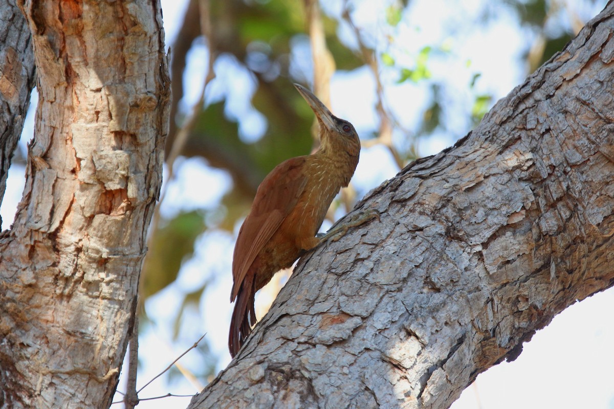 Great Rufous Woodcreeper - ML195871791