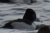 Ring-necked Duck - ML195871801