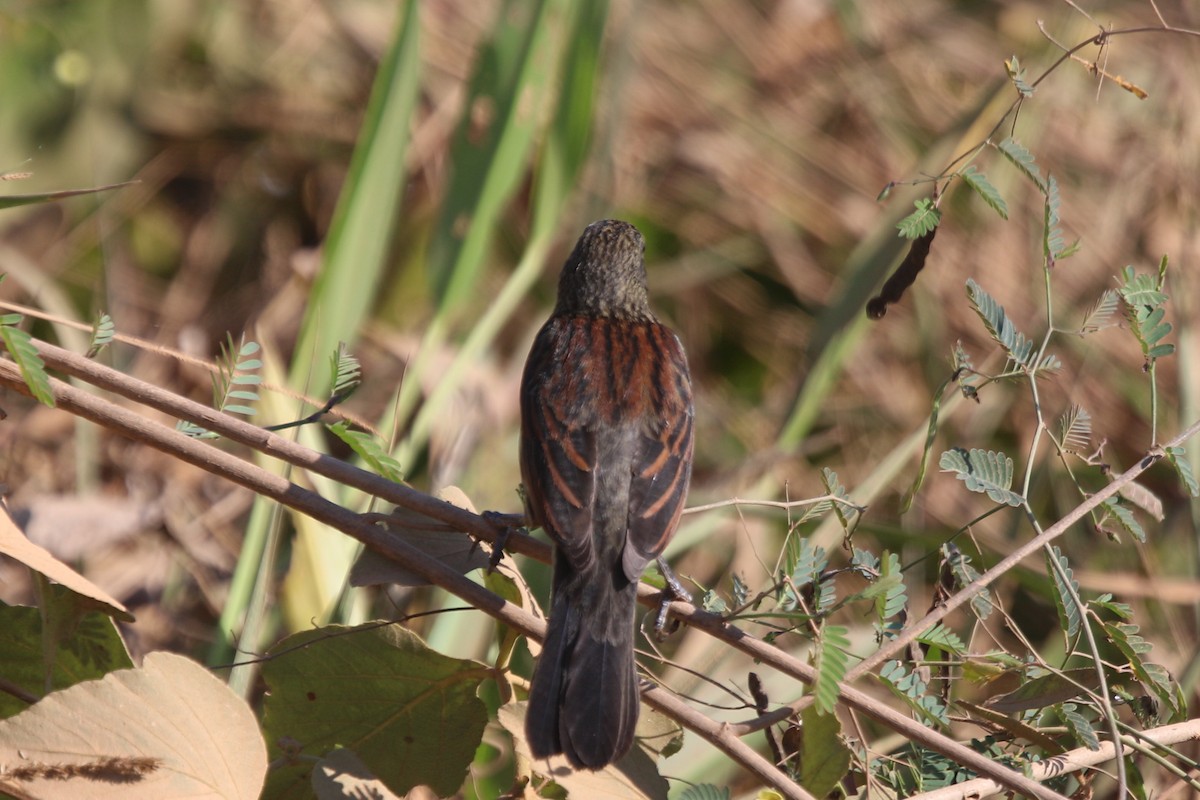 Unicolored Blackbird - ML195871881