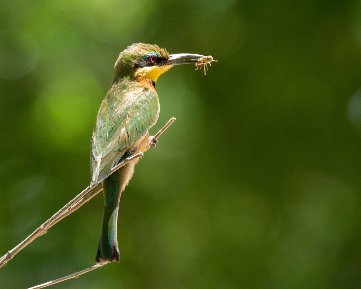 Little Bee-eater - ML195872021