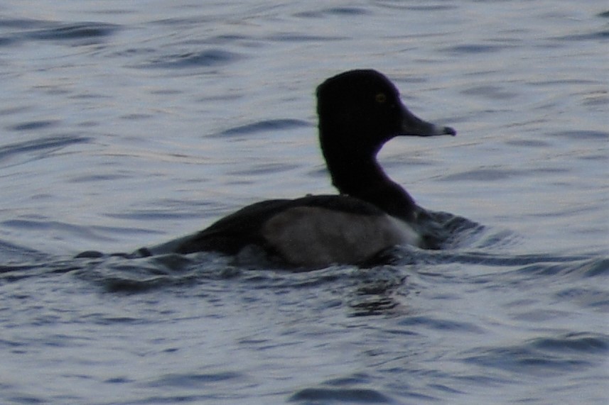 Ring-necked Duck - ML195872291