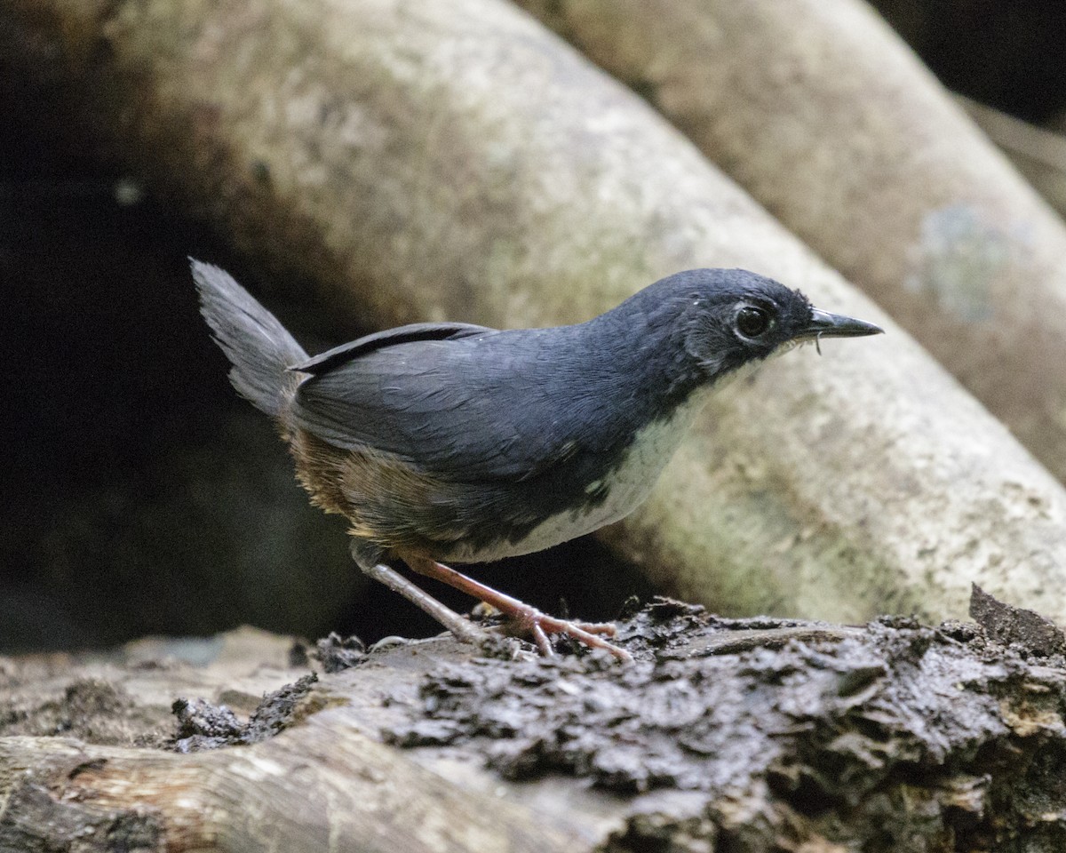 Bahia Tapaculo - Silvia F🪶 Linhares