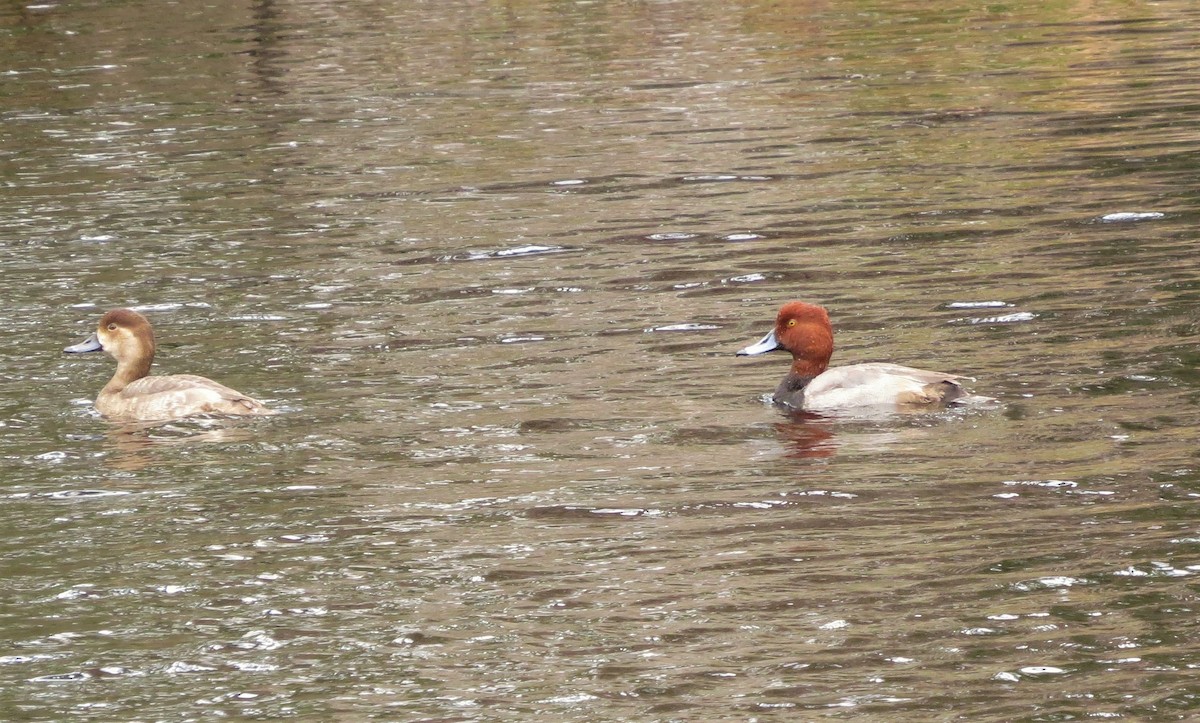 Redhead - ML195875171