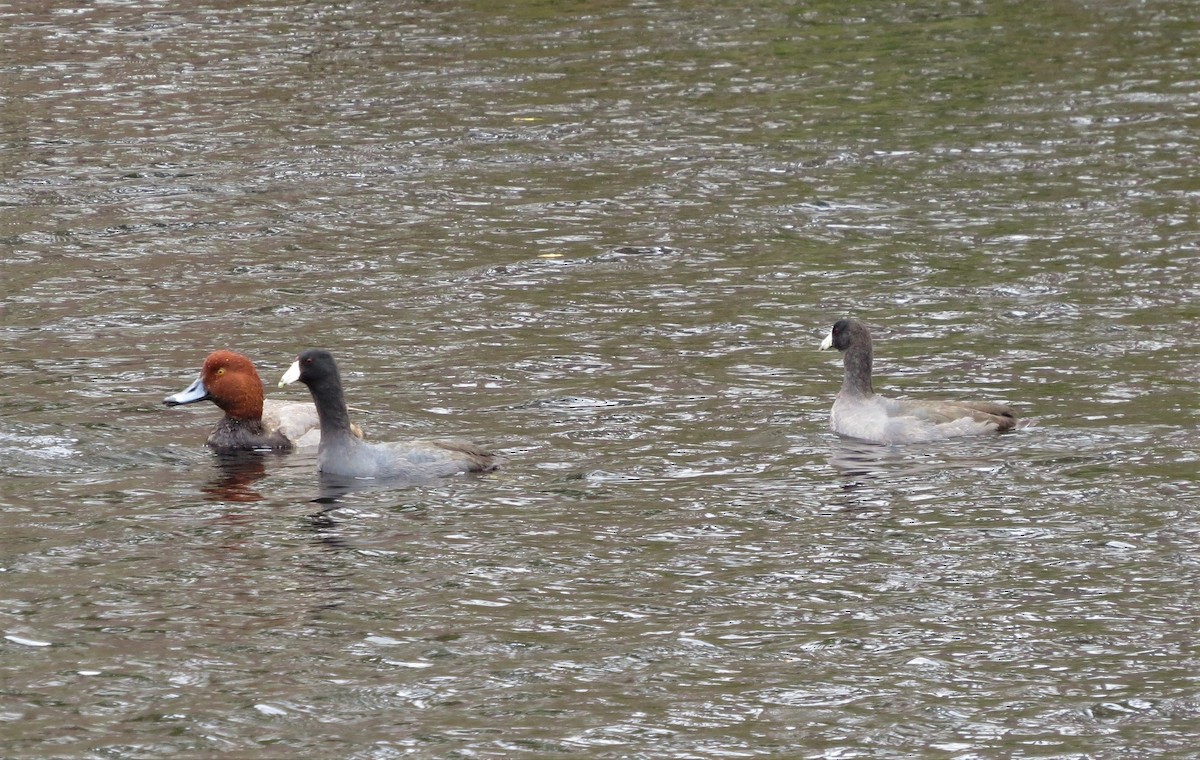 American Coot - ML195875211