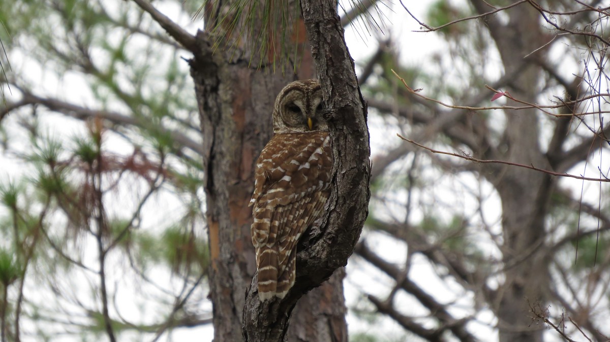 Barred Owl - ML195875481