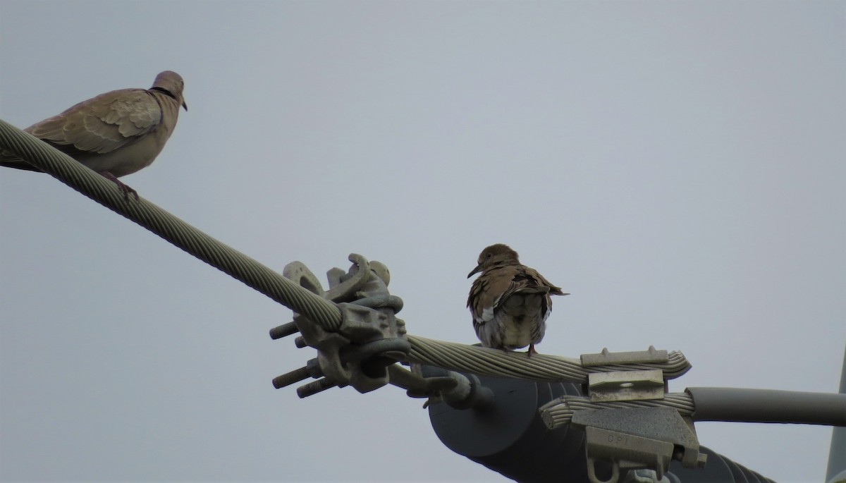 White-winged Dove - ML195875511