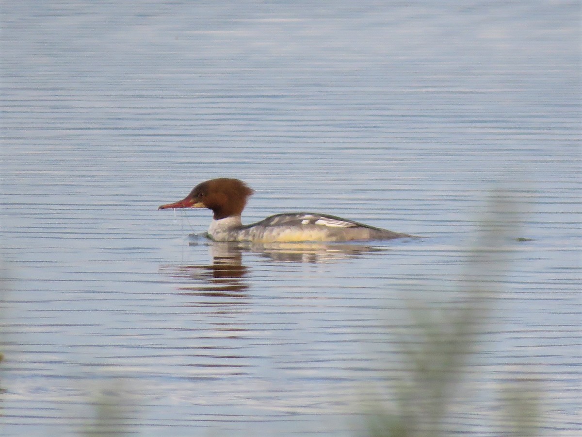 Common Merganser - ML195875631