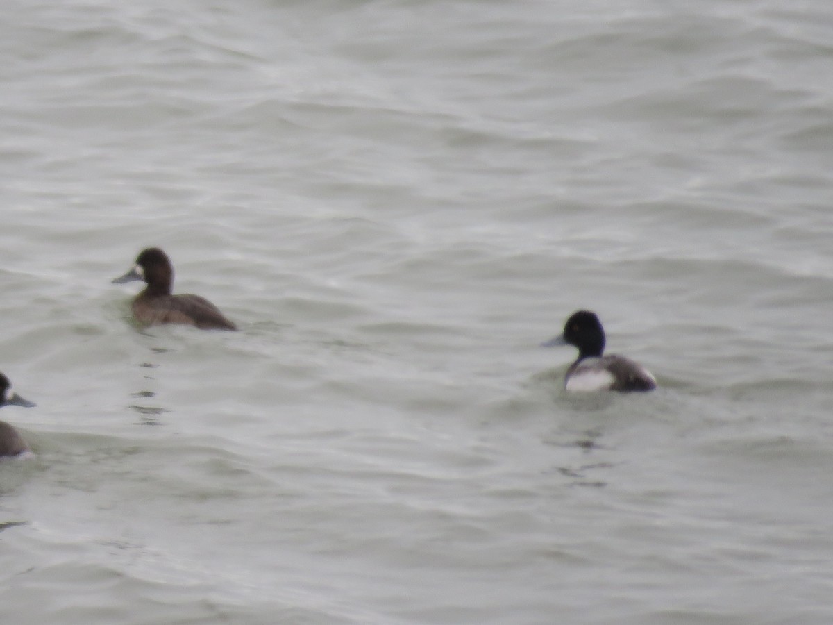 Greater/Lesser Scaup - ML195876131