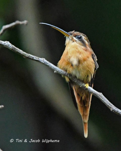 Reddish Hermit - ML195877311