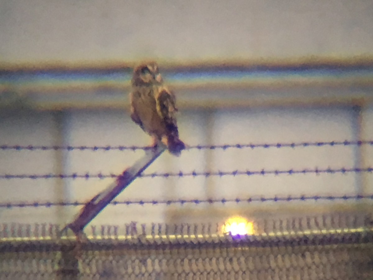 Short-eared Owl - ML195879981