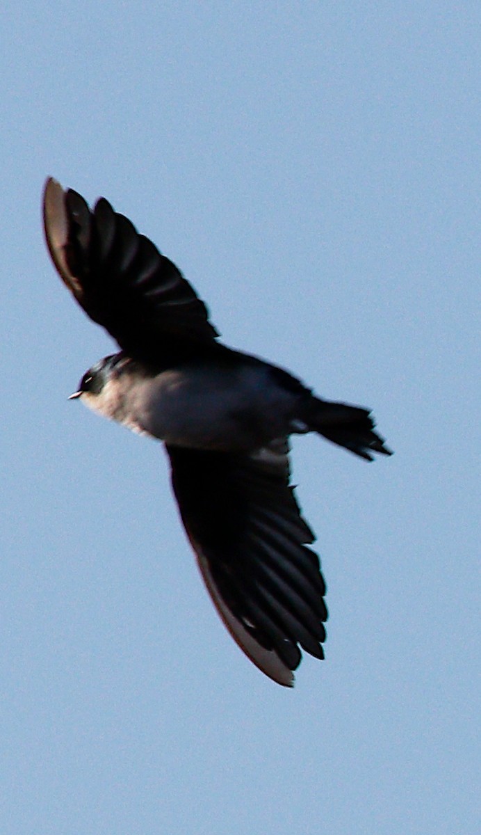 Tree Swallow - Gary Jarvis