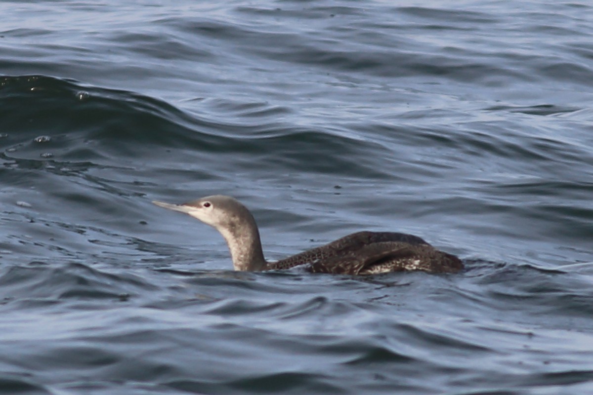 Red-throated Loon - ML195881641