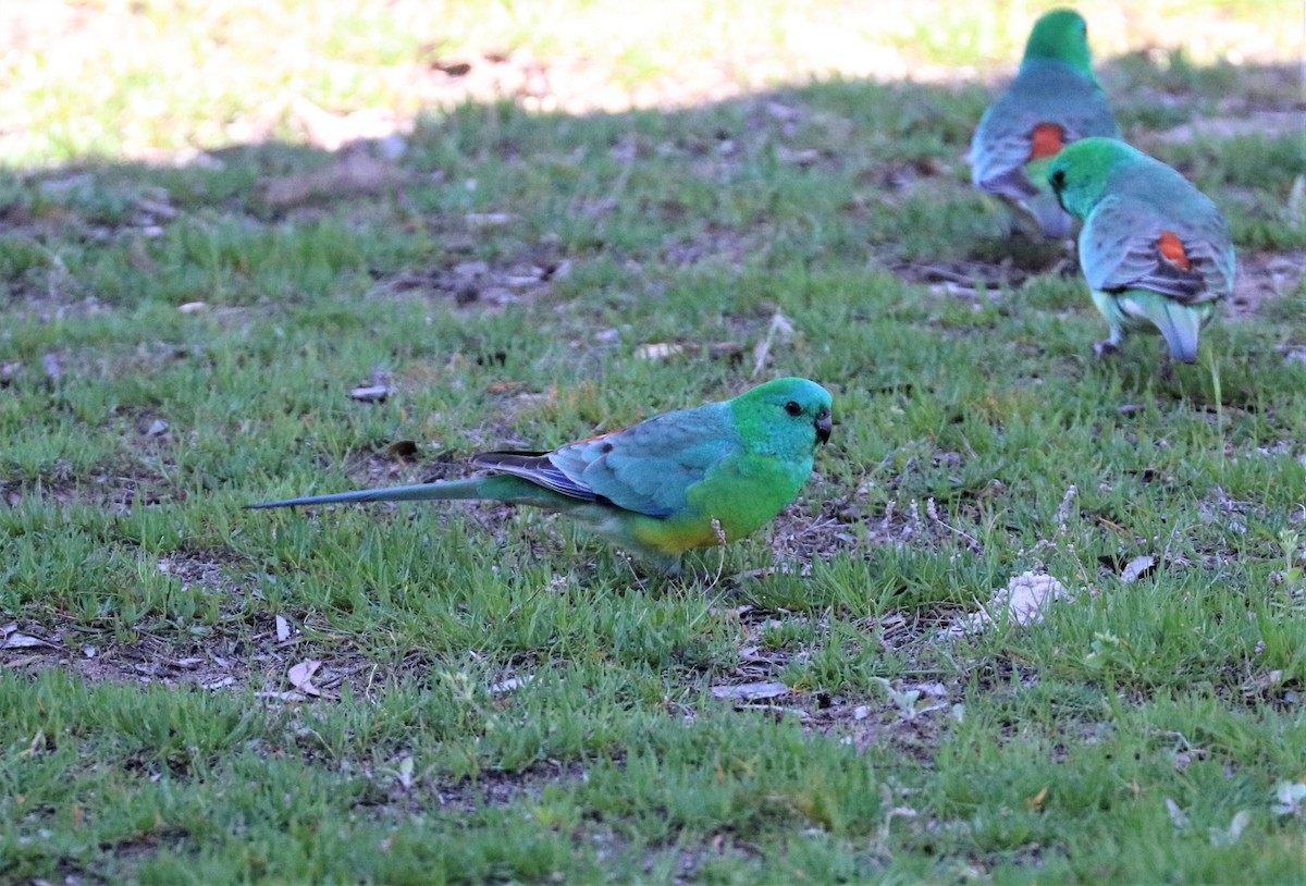Red-rumped Parrot - ML195882351
