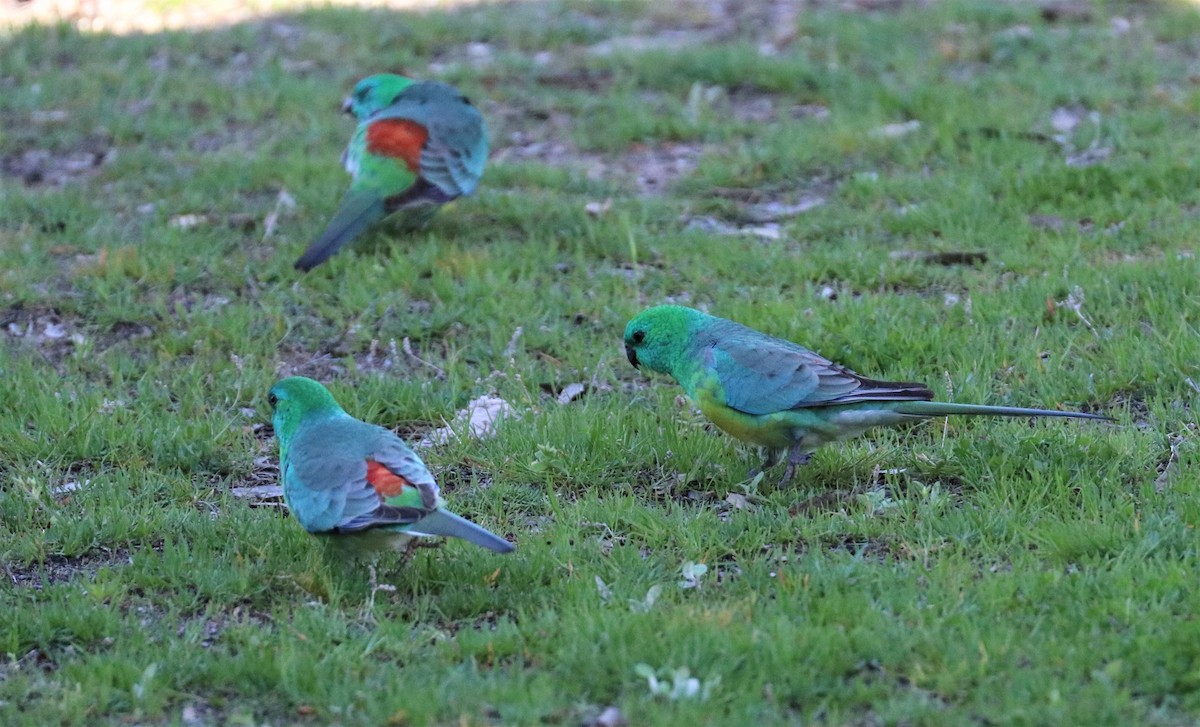 Red-rumped Parrot - ML195882381