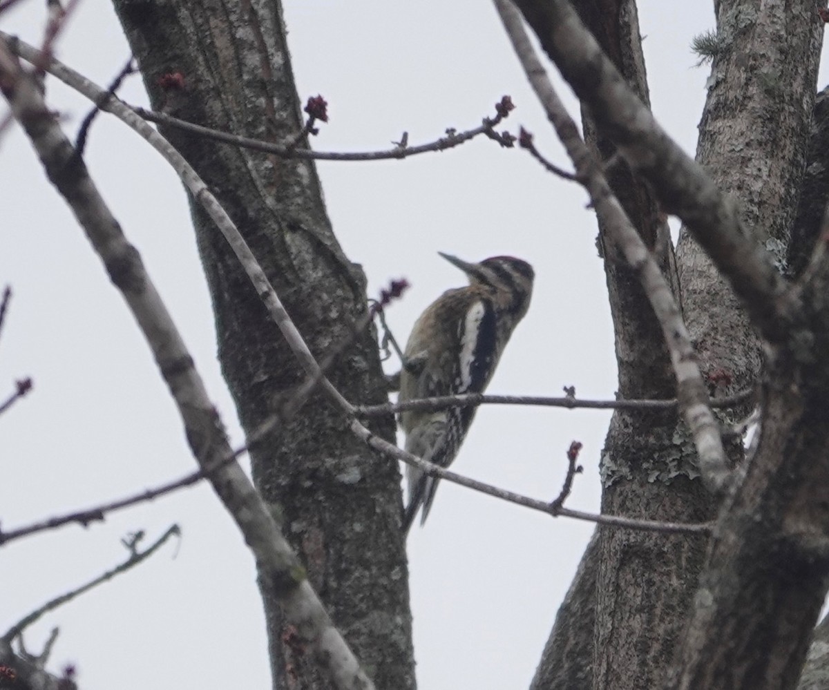 Yellow-bellied Sapsucker - ML195886101